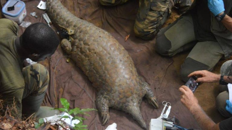 Pangolin