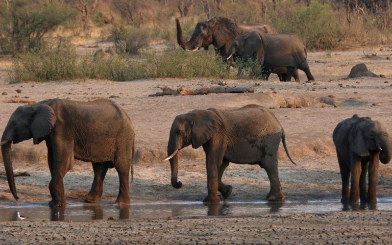 Le Zimbabwe envisage de vendre les droits de chasse de 500 éléphants en 2021 (autorité des parcs)
