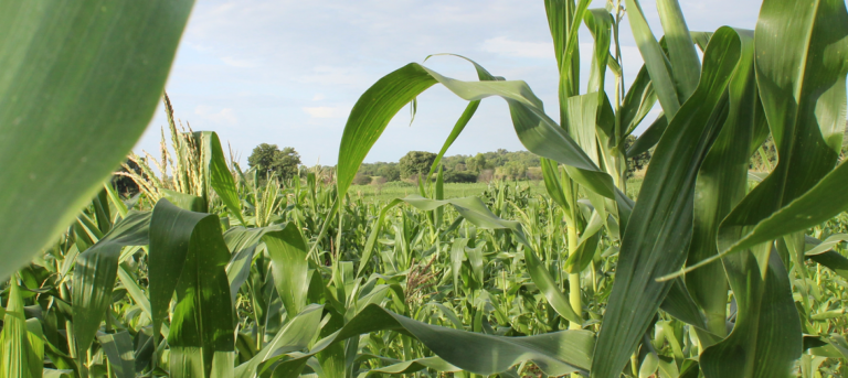 Les pays africains s’engagent à doubler la productivité agricole