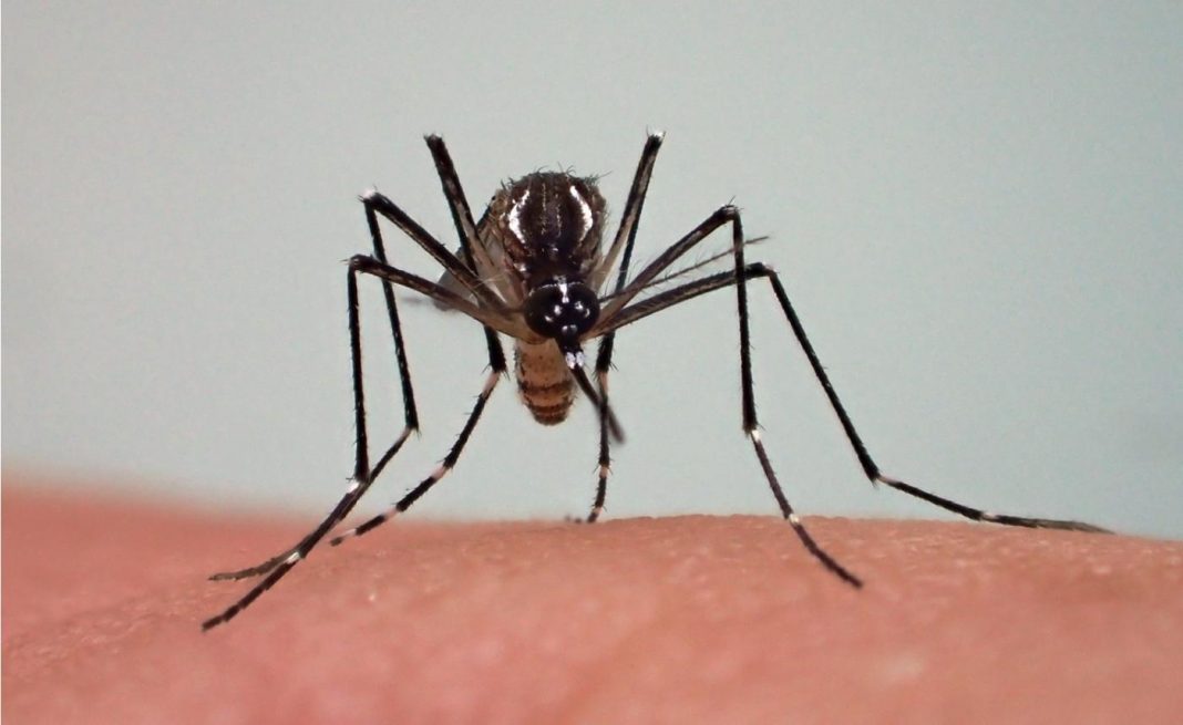 dengue