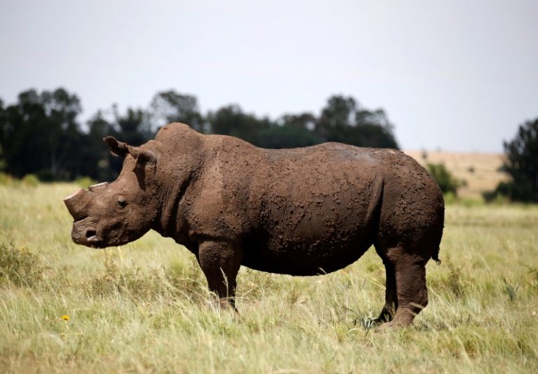 rhinocéros