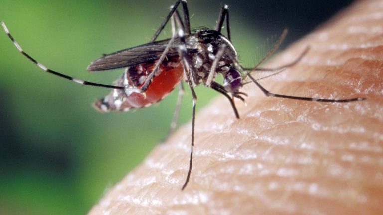 Burkina Faso: 688 décès liés à la dengue depuis le début de l’année