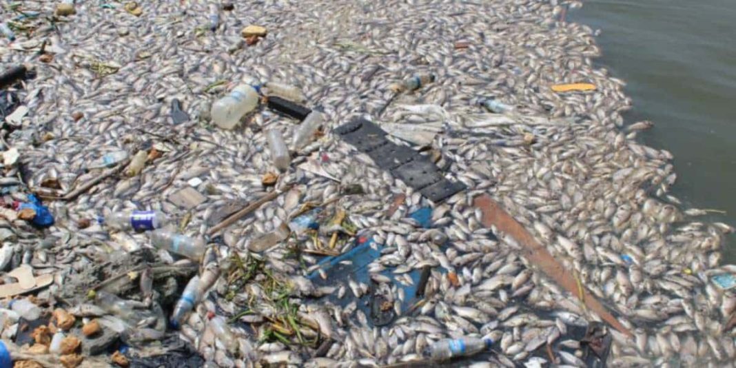 Poisson-morts