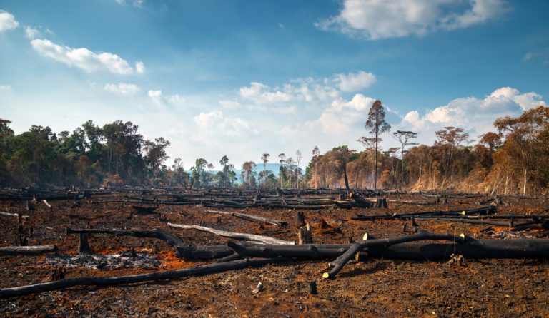 La déforestation et la pollution mettent en péril la faune sauvage menacée d’extinction en Namibie