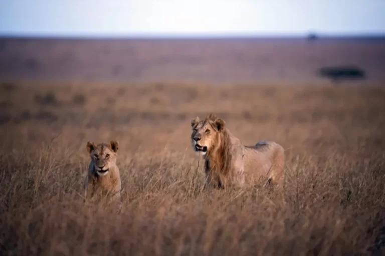 Afrique du Sud : Des lions tués par des pièges illégaux au parc national Kruger (police)