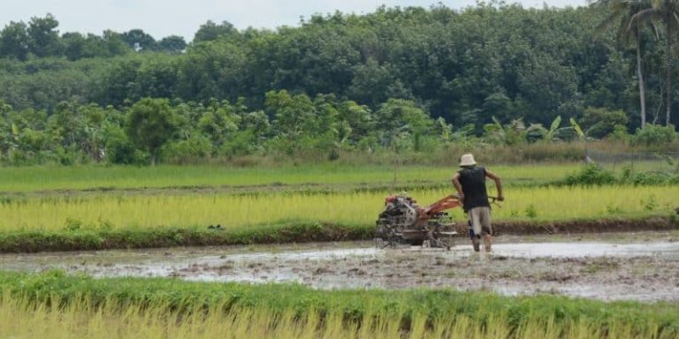 La FAO réitère son engagement à accompagner la Côte d’Ivoire dans la mobilisation des financements pour le développement agricole