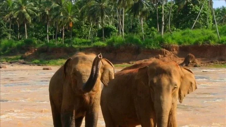 Le président du Botswana menace l’Allemagne de lui envoyer jusqu’à 20.000 éléphants
