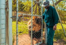 élevage en captivité des lions et des rhinocéros