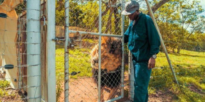 élevage en captivité des lions et des rhinocéros