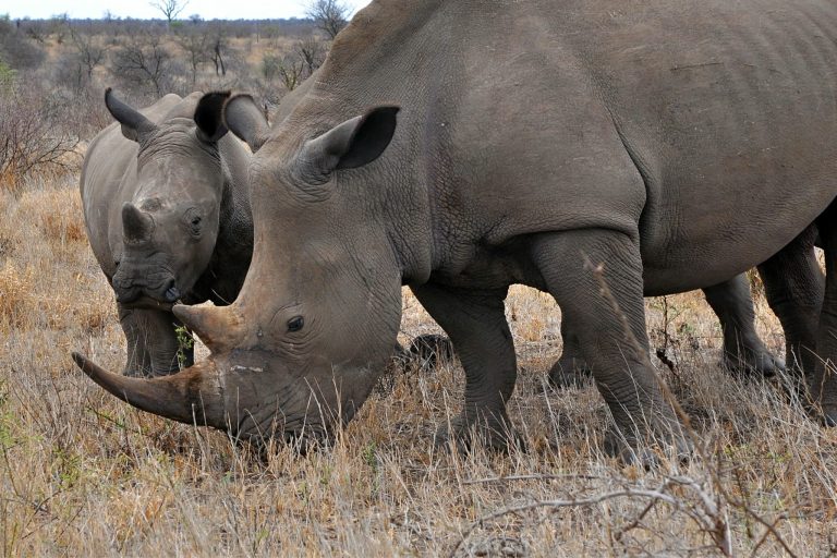 L’Afrique du Sud recourt à l’écornage pour lutter contre le braconnage de rhinocéros