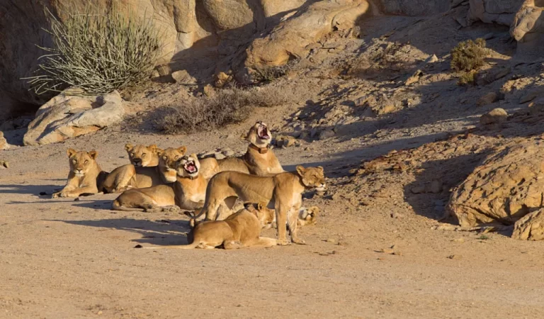 Namibie: les lions du désert menacés par la sécheresse et les conflits humains