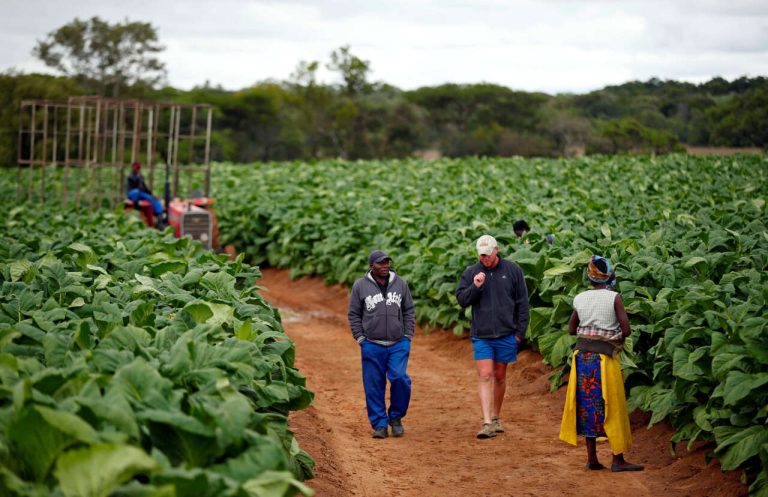 Zimbabwe: les femmes manquent d’accès à la propriété des terres agricoles (BM)