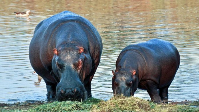 La population d'hippopotames