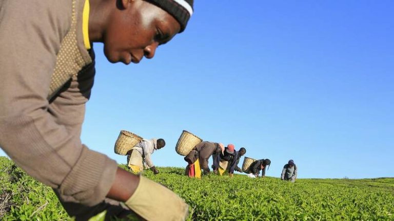Tanzanie: le taux d’autosuffisance alimentaire dépasse les 120 %