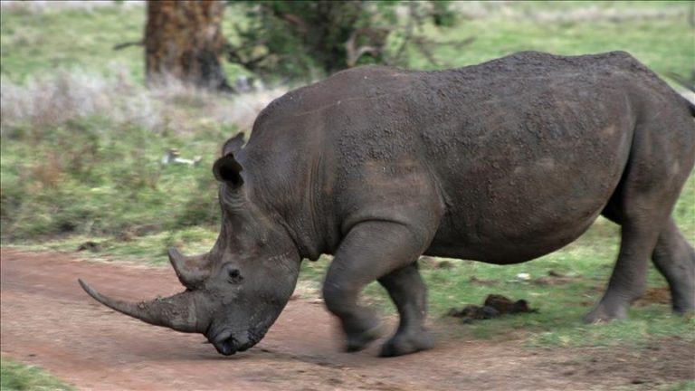 Afrique du Sud : Injection de matières radioactives dans des cornes de rhinocéros vivants pour contrer le braconnage