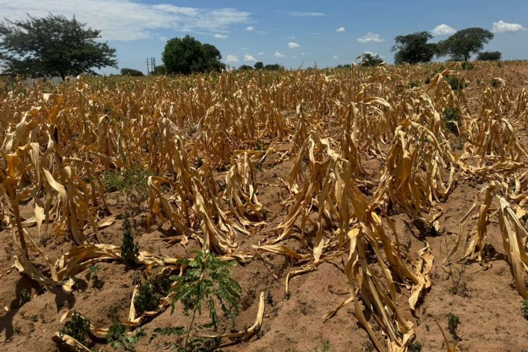 Zambie/Sécheresse: près de 10 millions de personnes en proie à la faim