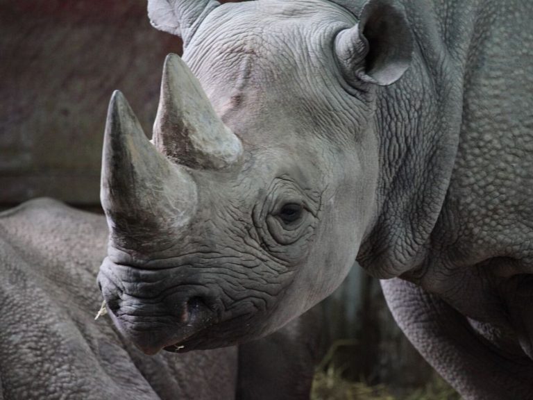 Afrique du Sud : Deux gardes forestiers condamnés à 20 ans de prison pour braconnage de rhinocéros