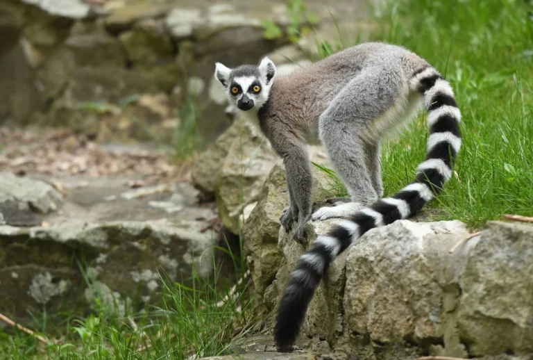 Retour à Madagascar d’espèces menacées saisies en Thaïlande