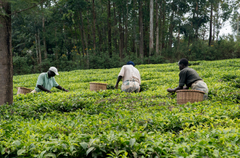 Tanzanie - exportations