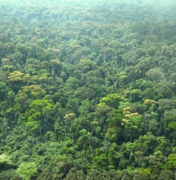 forêts