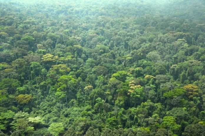forêts