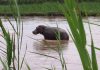 hippopotames