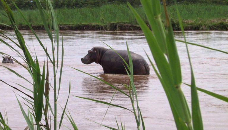 hippopotames