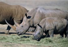 rhinocéros