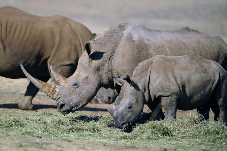 rhinocéros