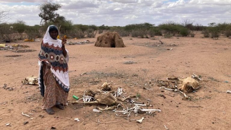 Urgence climatique : l’OMM dresse un constat alarmant pour le continent africain