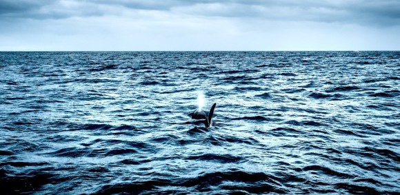 mer