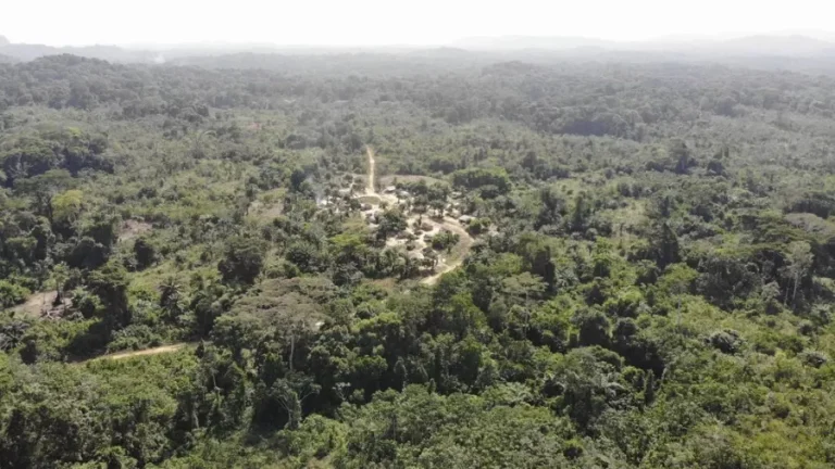 Liberia - foret