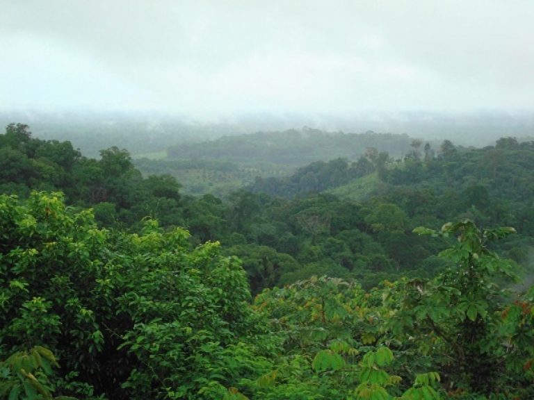 forêt ivoirienne