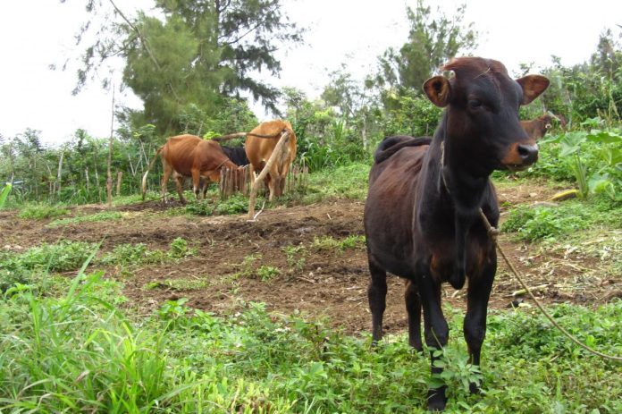 Sénégal : fièvre de la Vallée