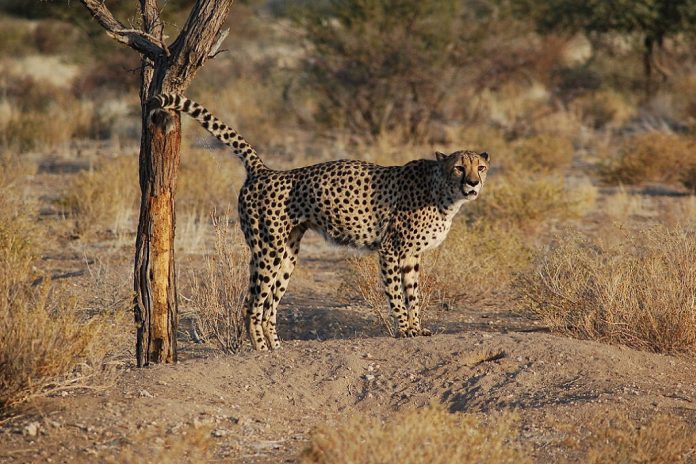 Kenya guépard élevé illégalement par une femme