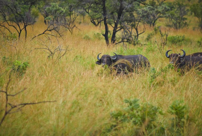 Mozambique