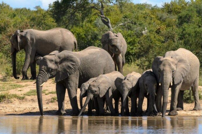 Mozambique braconnage de 4 éléphants