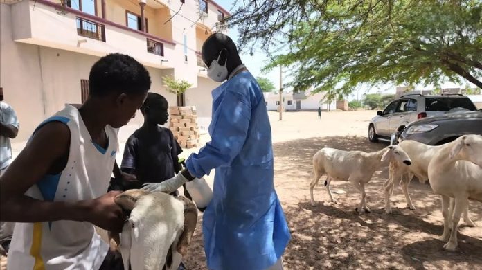 Sénégal la fièvre de la vallée