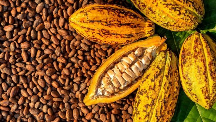 cacao