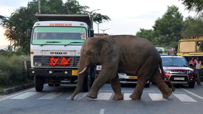 éléphant