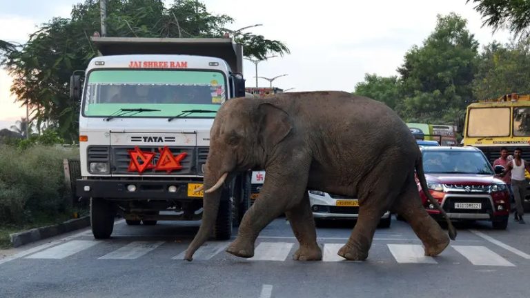 éléphant